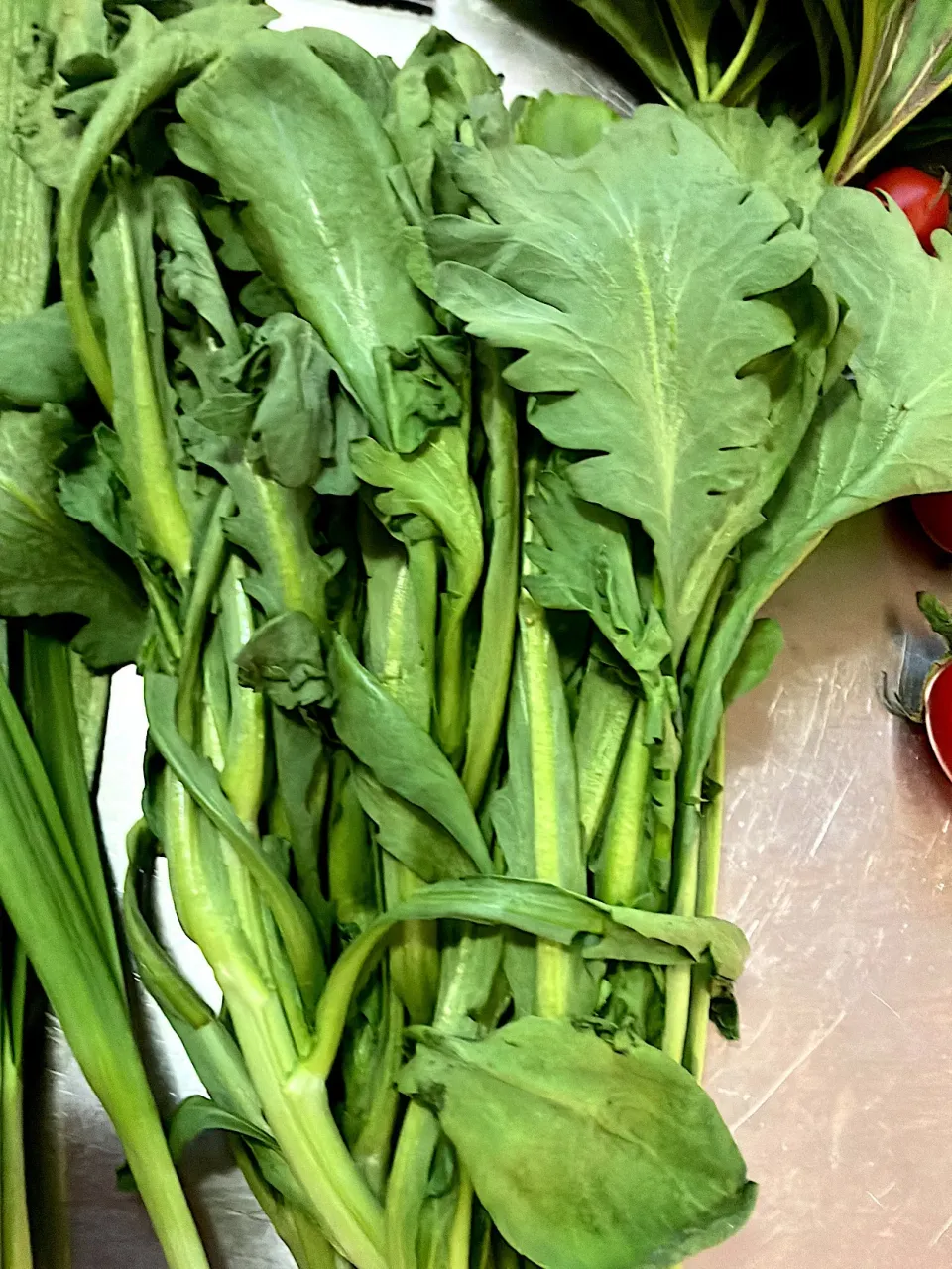 朝採れ無料野菜のローマ（中国地方、九州地方で一般的に食べる丸葉の春菊ですが、何故ローマと呼ぶのかは知りません）菊葉春菊程癖がなく、生で刺身のつまにもなります🥬|🐈⸒⸒⸒⸒つるのダンス🐈🐾さん
