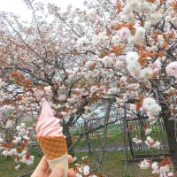 桜とサクラソフトクリーム|maimaipapaさん