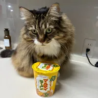 おひるごはん|にゃあ（芸名）さん