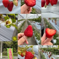 【じぶん記録📖✐☡】いちご狩り🍓|まなまな♡さん