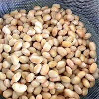 お家シェフProで水煮大豆| さくたえさん