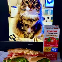 ティッシュは皿✋| にゃあ（芸名）さん