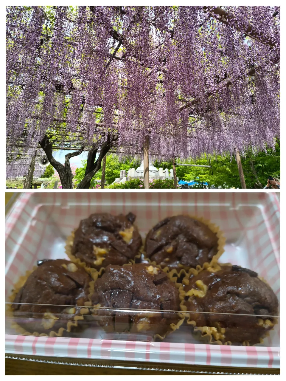 👩大親友と江南市曼荼羅寺の藤祭り&米粉のチョコバナナマフィン（胡桃入）|みよぱさん
