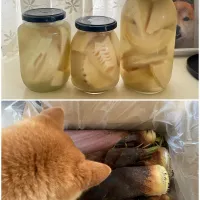たけのこの保存