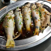 Sultan Fish. A freshwater fish native to rivers in Sarawak|HeyJudeさん