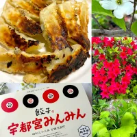 やっぱりおいしい!!宇都宮餃子みんみん🥟|まなまな♡さん
