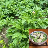じゃがいも🥔椎茸🍄スタンプエンドウ🫛椎茸茶煮物|henryさん