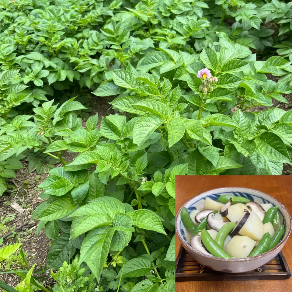 じゃがいも🥔椎茸🍄スタンプエンドウ🫛椎茸茶煮物|henryさん