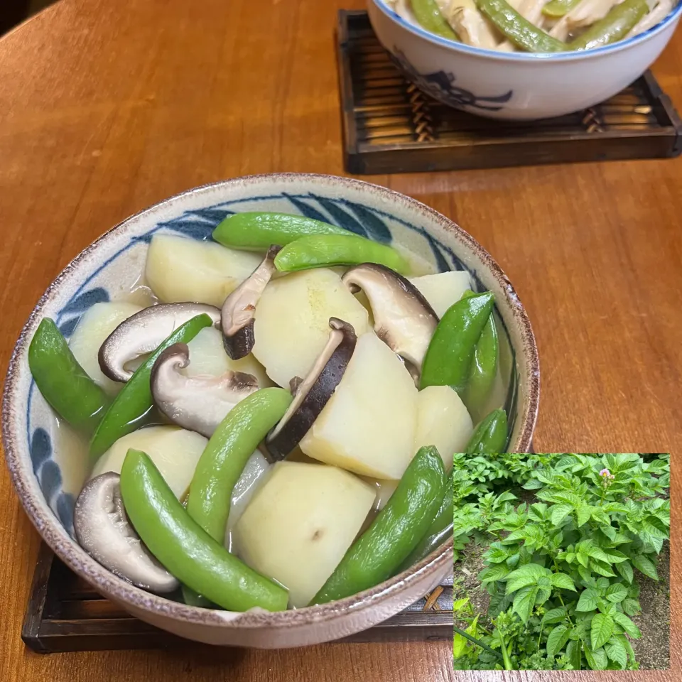 じゃがいも🥔椎茸🍄スタンプエンドウ🫛椎茸茶煮物|henryさん