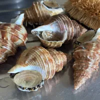 灯台つぶ貝の煮付け|かすべえ!さん