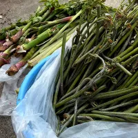 ５月16日 蕨畑大量　ウドは細かったな|renharuruさん