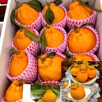 2026蒲郡樹熟デコポン🍊|henryさん