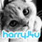 Harry Cat